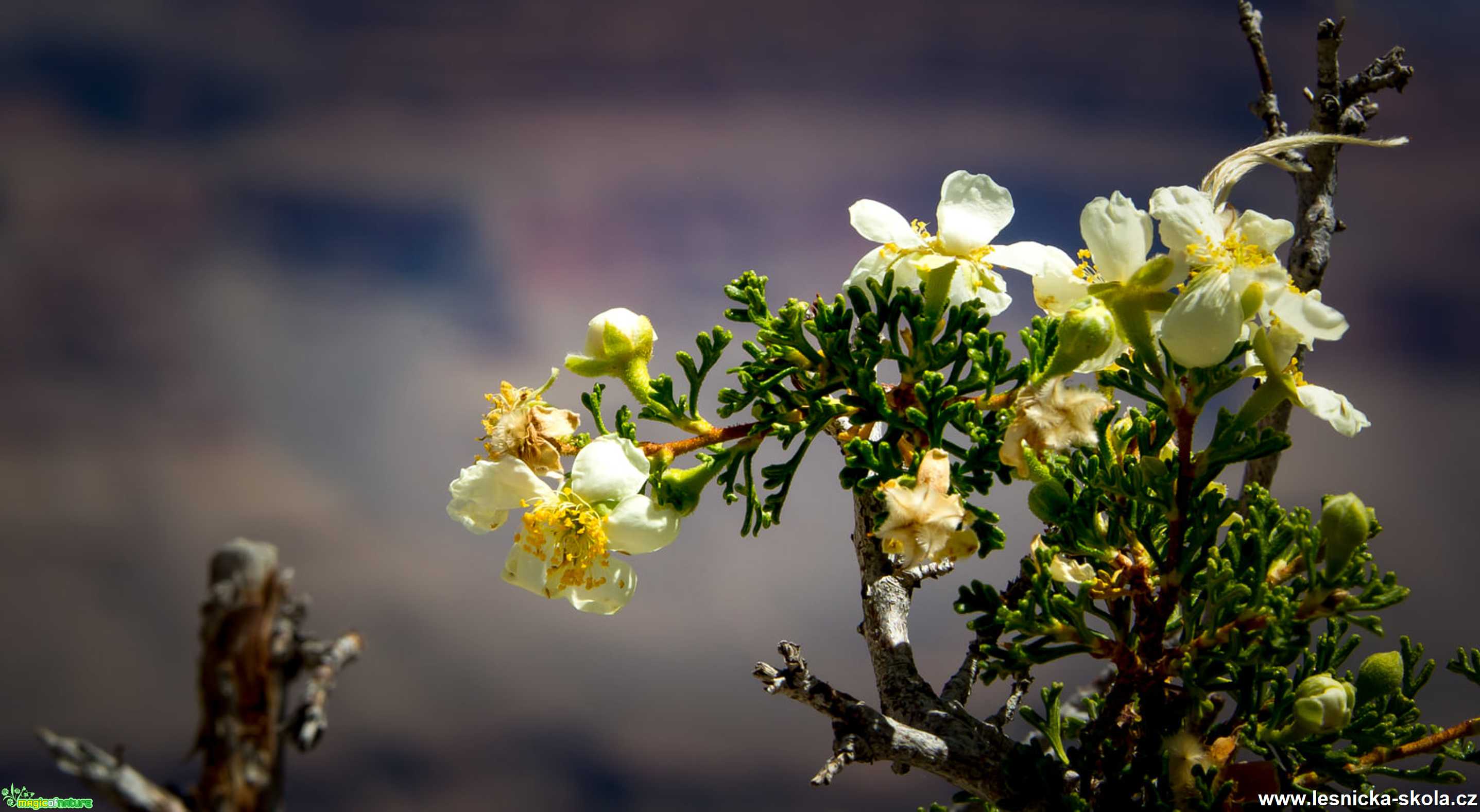 Grand Canyon v Arizoně - Foto Ladislav Hanousek 1220 (21)