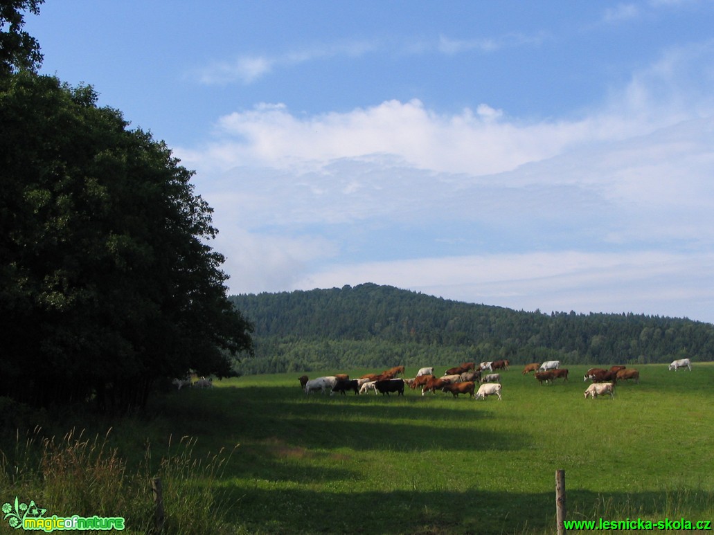 Na pastvě - Foto Eliška Devátá (1)