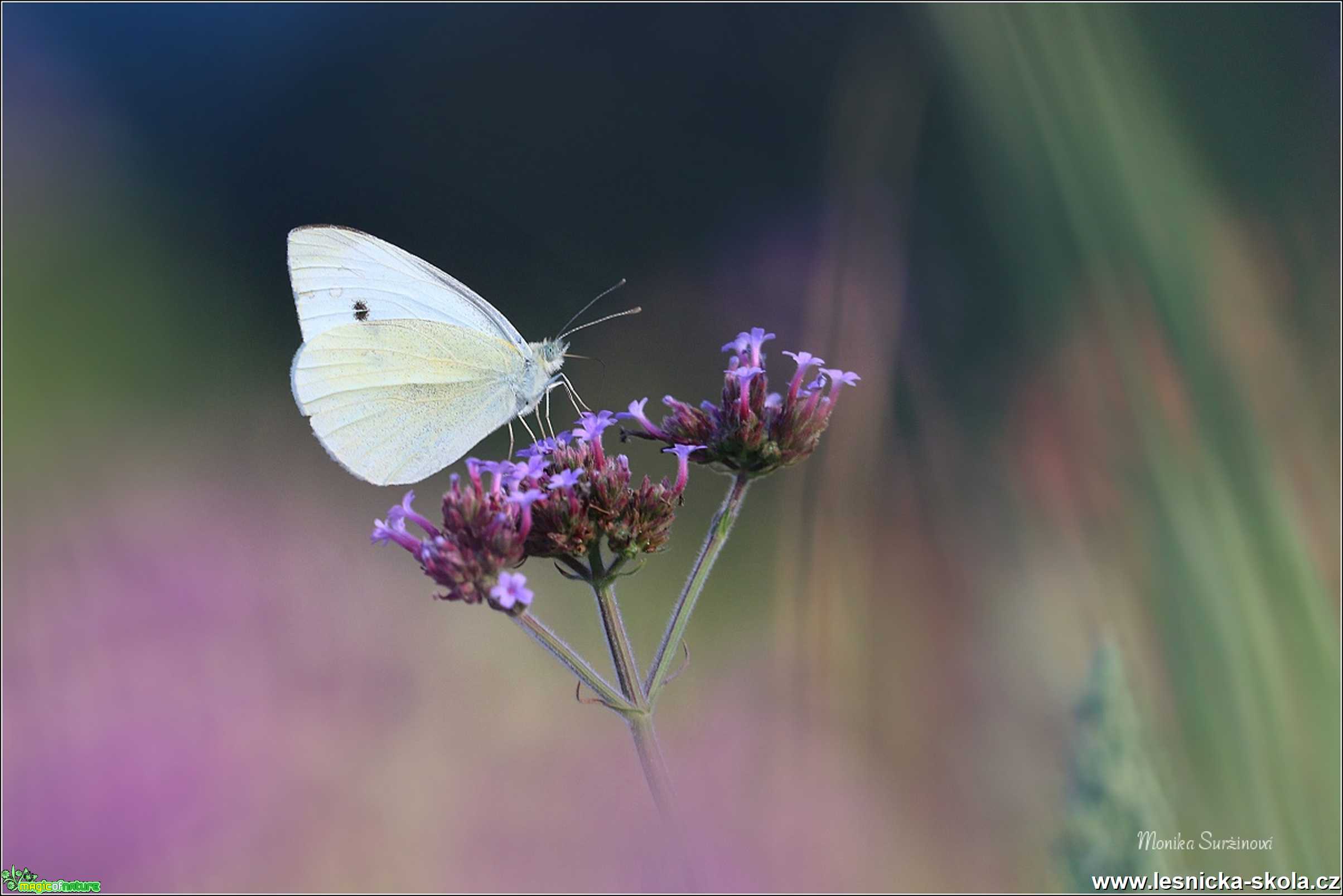 Bělásek řepový - Foto Monika Suržinová 0321