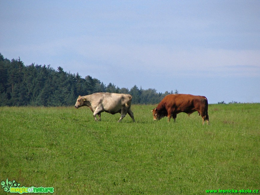 Na pastvě - Foto Eliška Devátá (2)