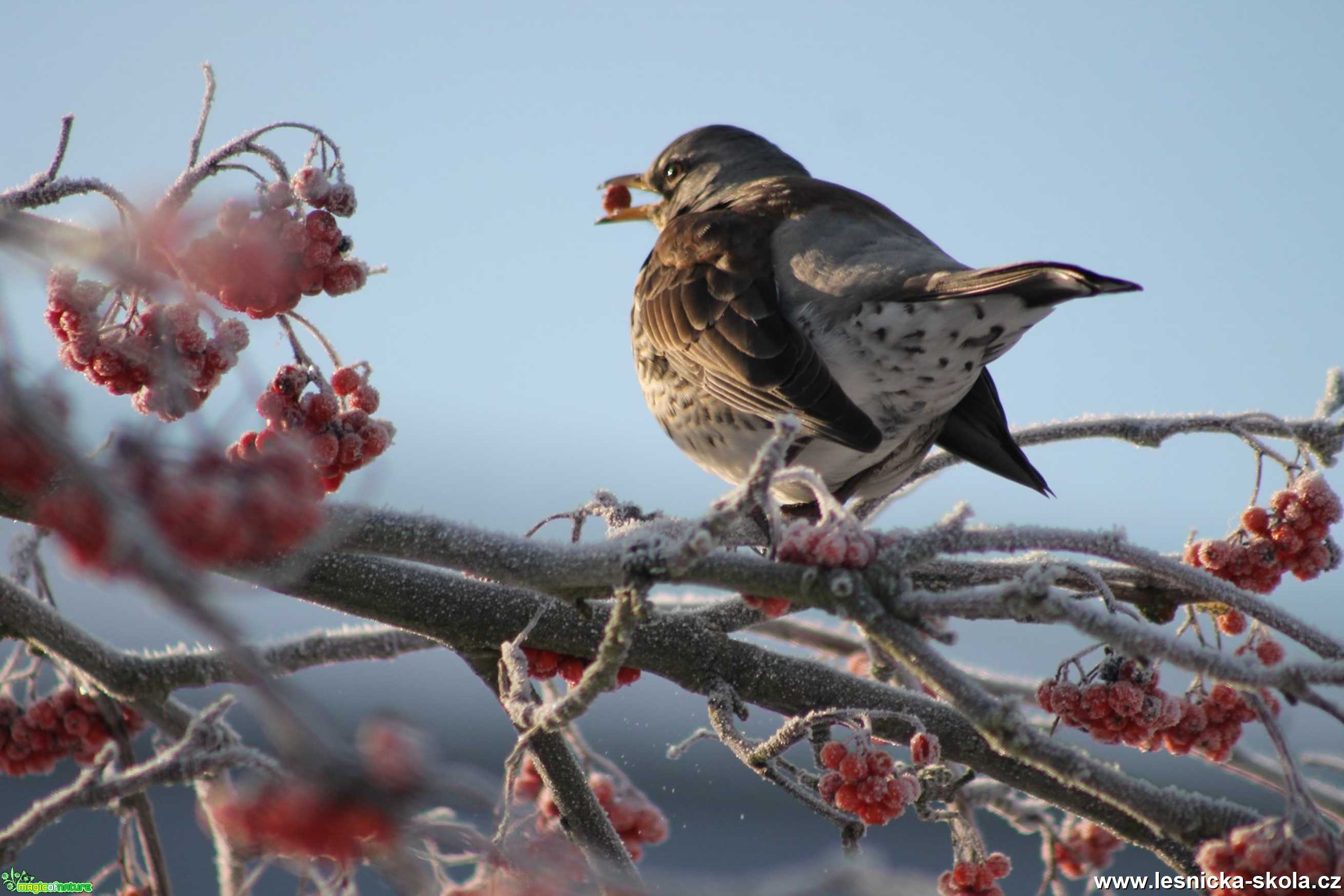 Drozd kvíčala - Turdus pilaris - Foto František Novotný 0321 (2)