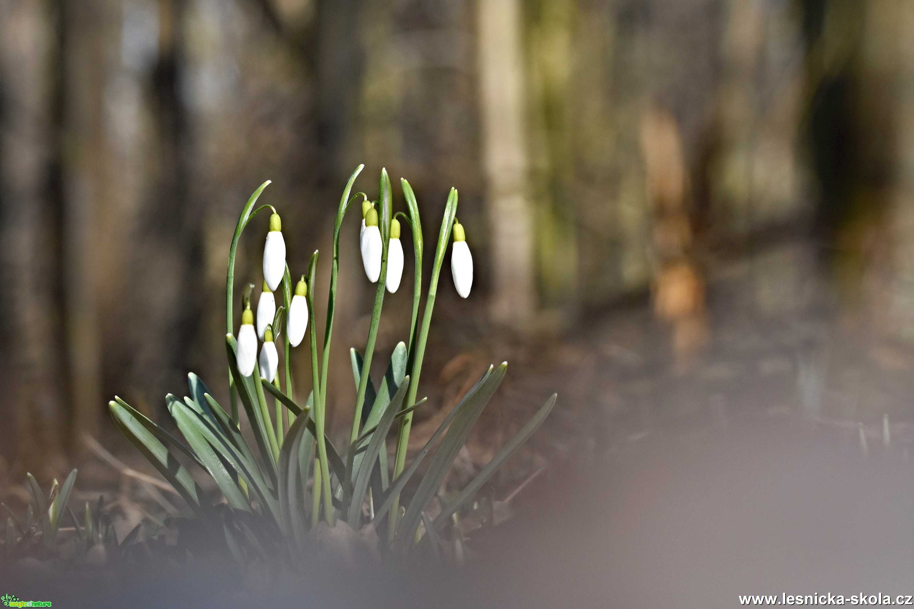 Sněženka - Foto Marie Vykydalová 0321