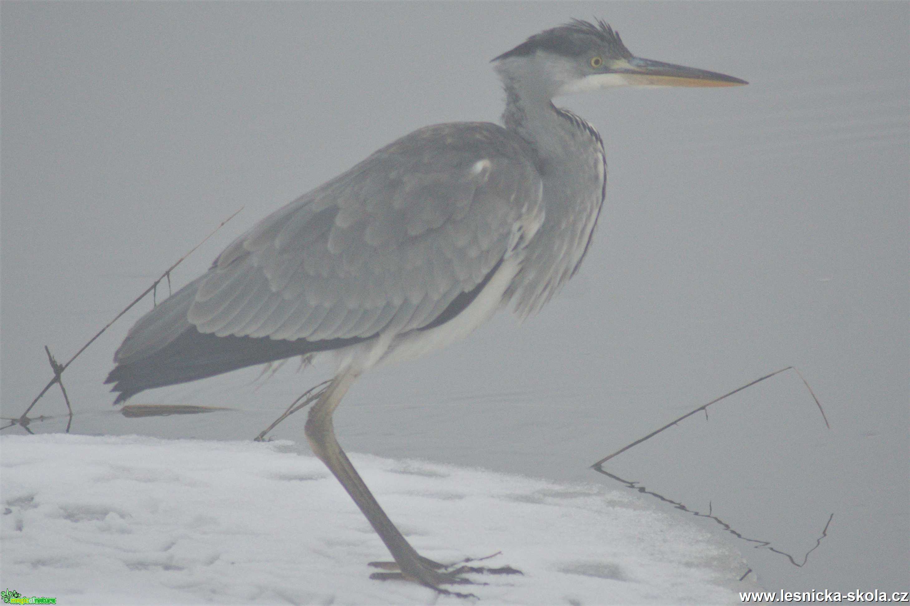 Volavka popelavá - Ardea cinerea - Foto - Marie Žďánská 0321 (3)