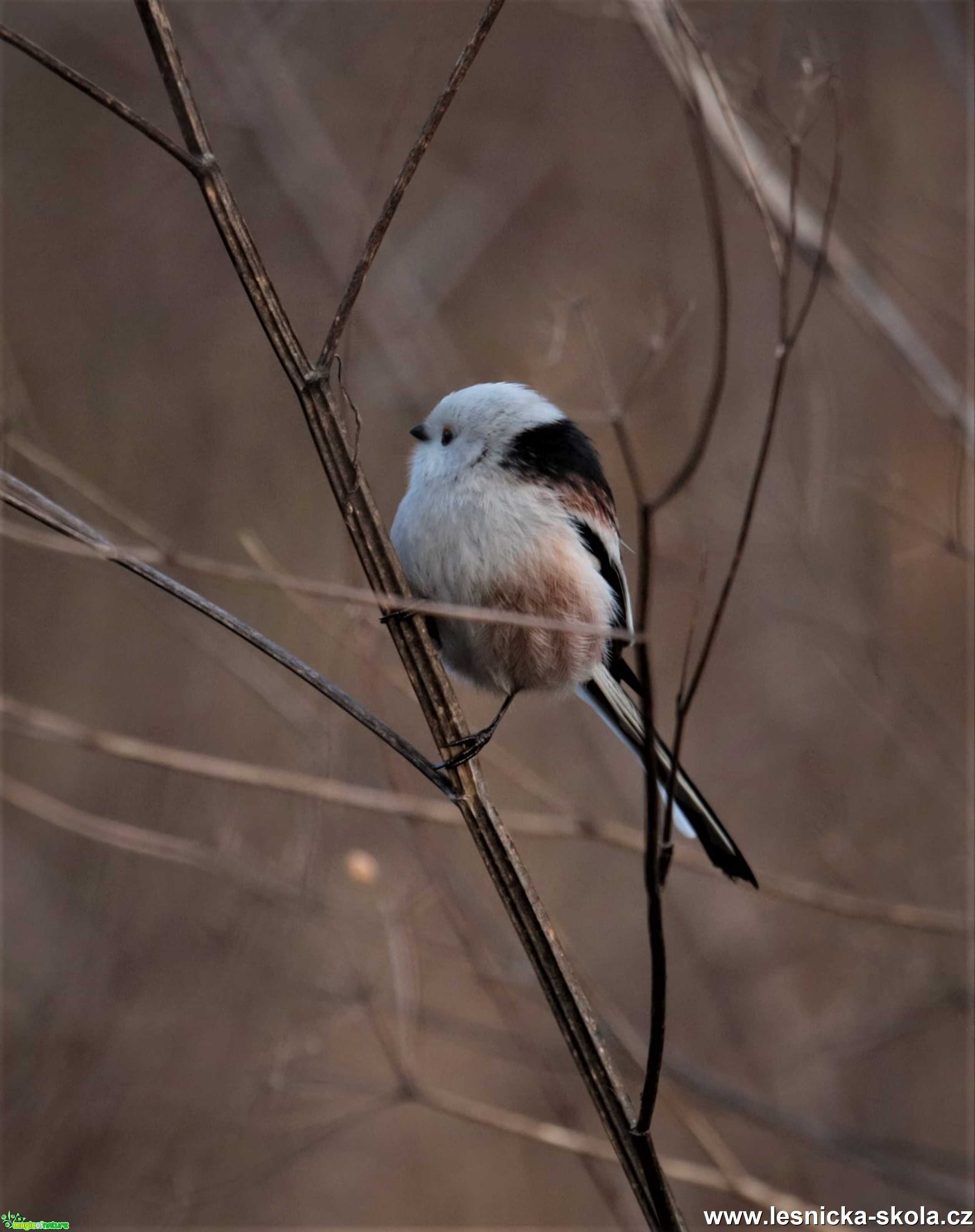 Mlynařík dlouhoocasý -  Aegithalos caudatus - Foto Marek Zimka 0321