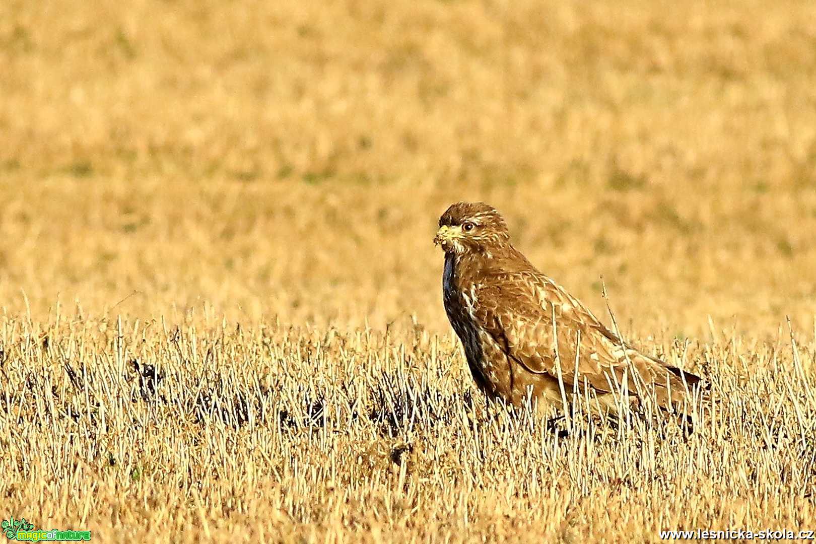 Káně lesní - Foto Pavel Balazka 0321