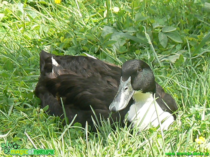 Pomořanská kachna - Foto Eliška Devátá (2)