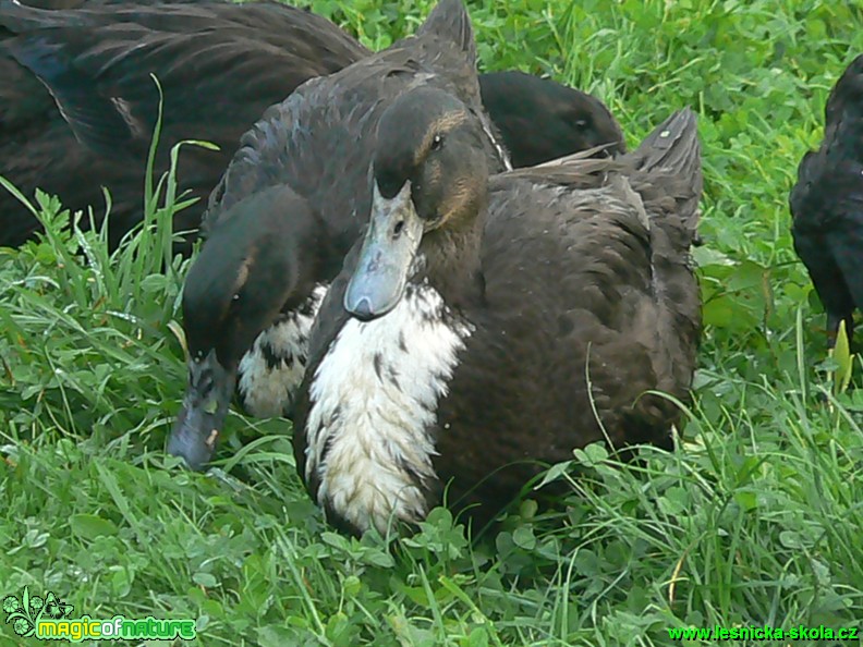 Pomořanská kachna na farmě - Foto Eliška Devátá (1)