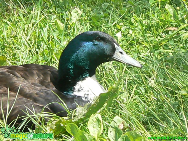 Pomořanský kačer - Foto Eliška Devátá