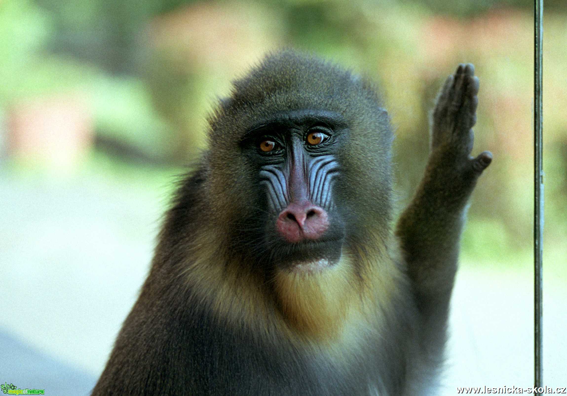 ZOO Ústí nad Labem - Mandril rýholící - Foto Angelika Špicarová 0321