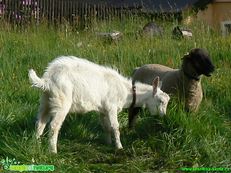 Společná pastva - Foto Eliška Devátá