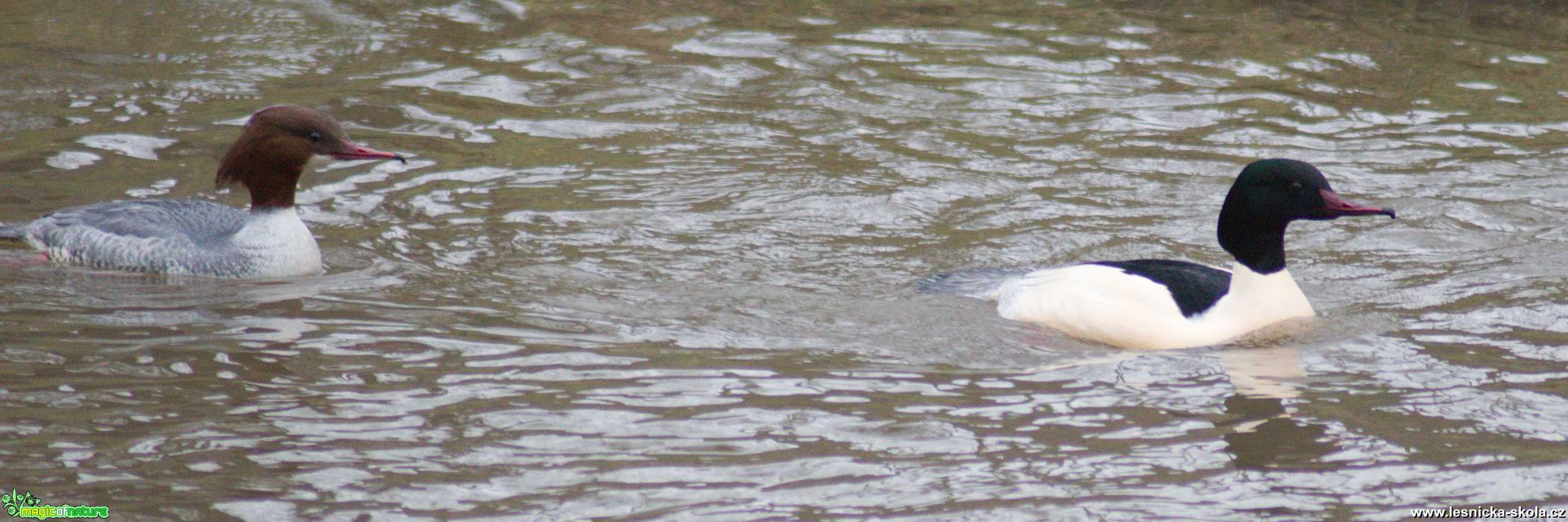 Morčák velký - Mergus merganser - Foto - Marie Žďánská (6)