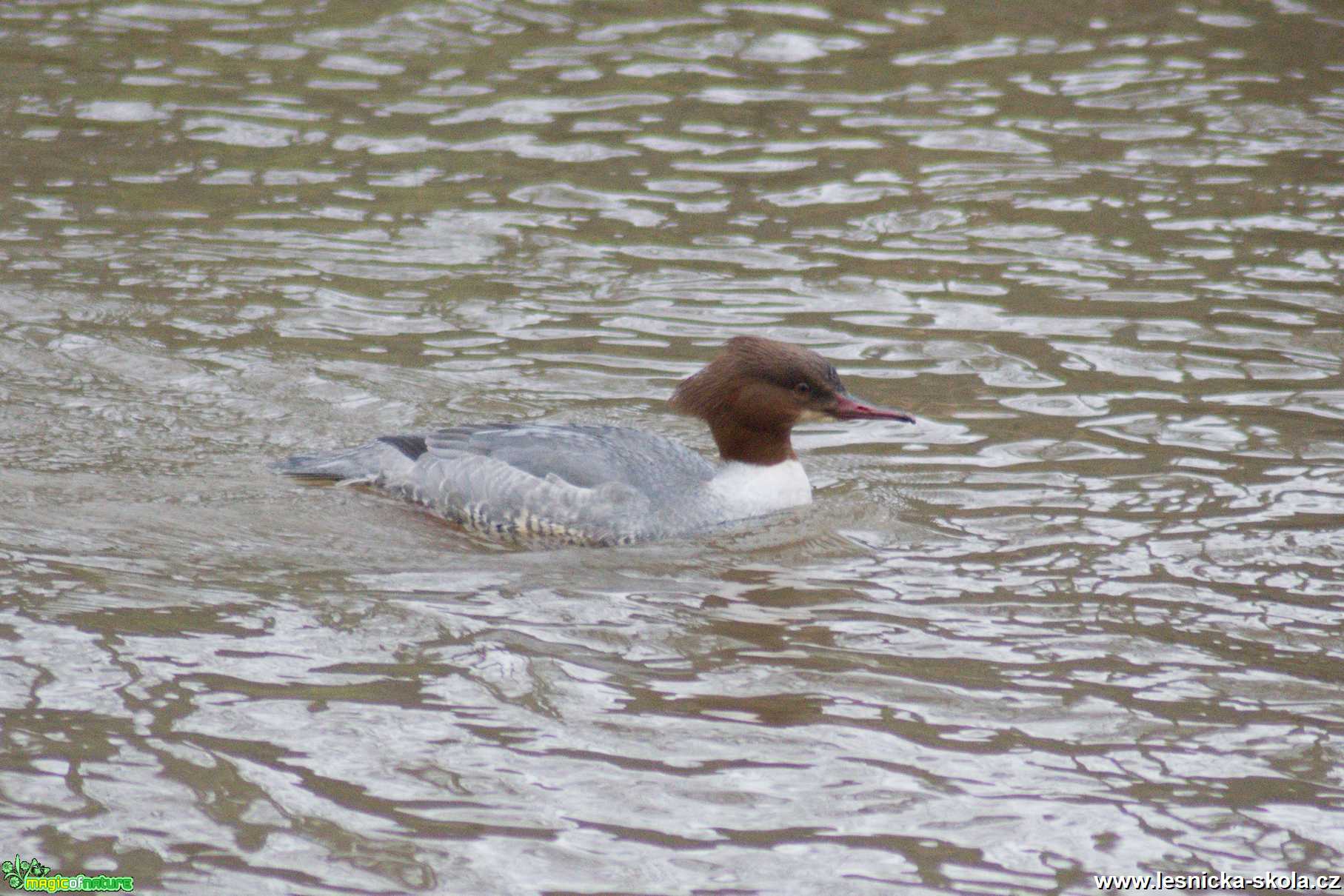 Morčák velký - Mergus merganser - Foto - Marie Žďánská (7)