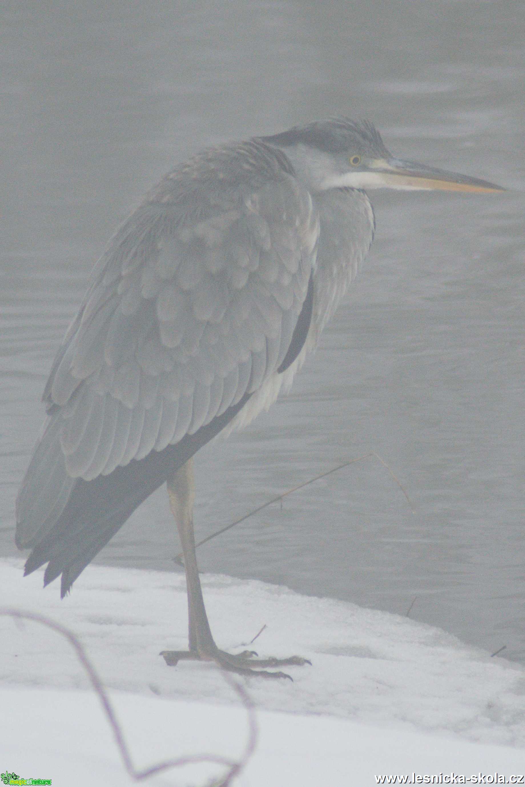 Volavka popelavá - Ardea cinerea - Foto - Marie Žďánská (5)