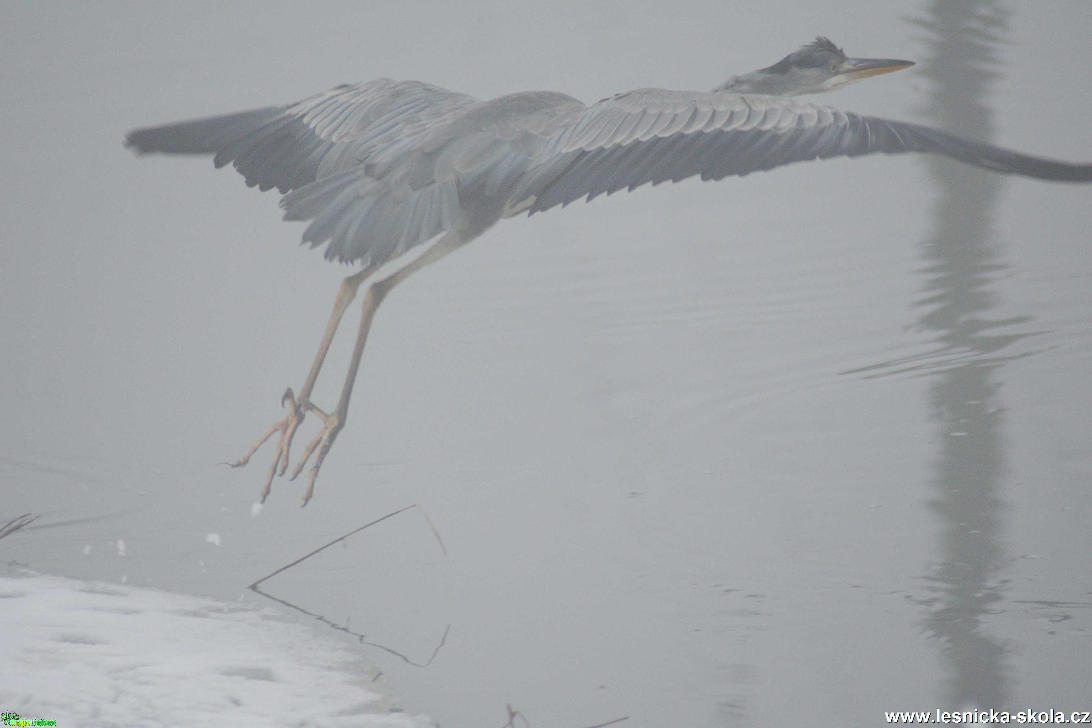 Volavka popelavá - Ardea cinerea - Foto - Marie Žďánská (8)