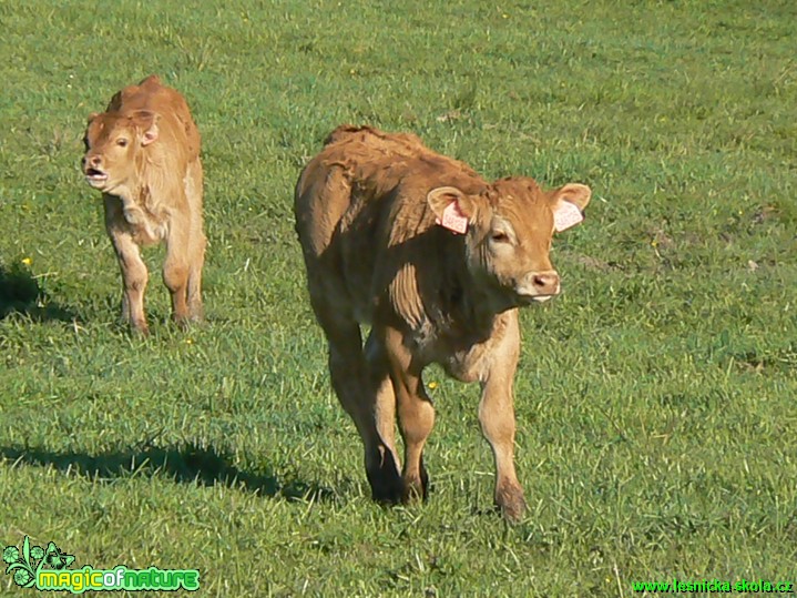 Telátka na farmě - Foto Eliška Devátá (2)