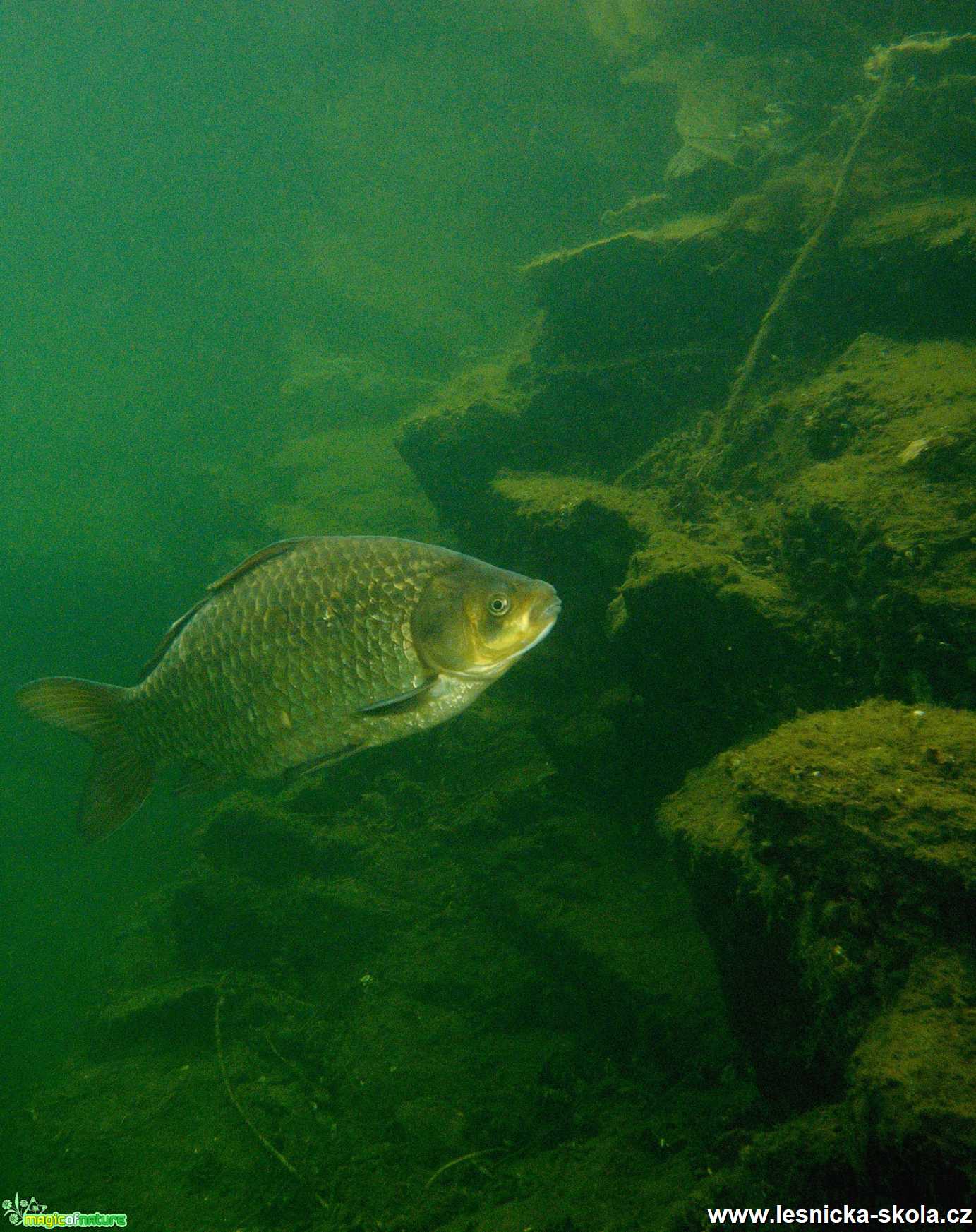 Svět pod hladinou - Foto Tomáš Kunze 0421 (1)