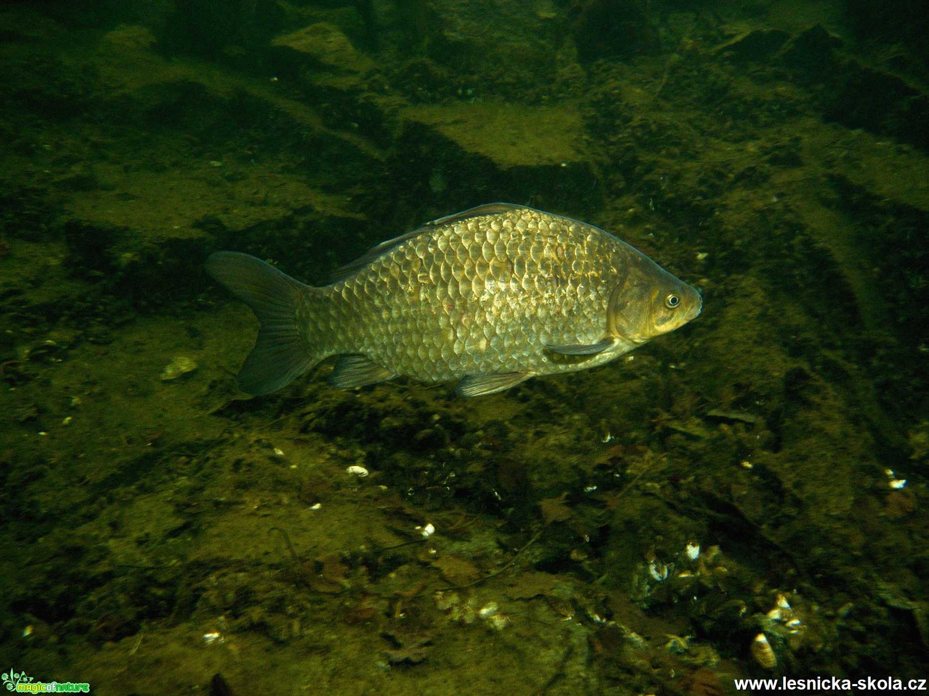 Svět pod hladinou - Foto Tomáš Kunze 0421 (2)