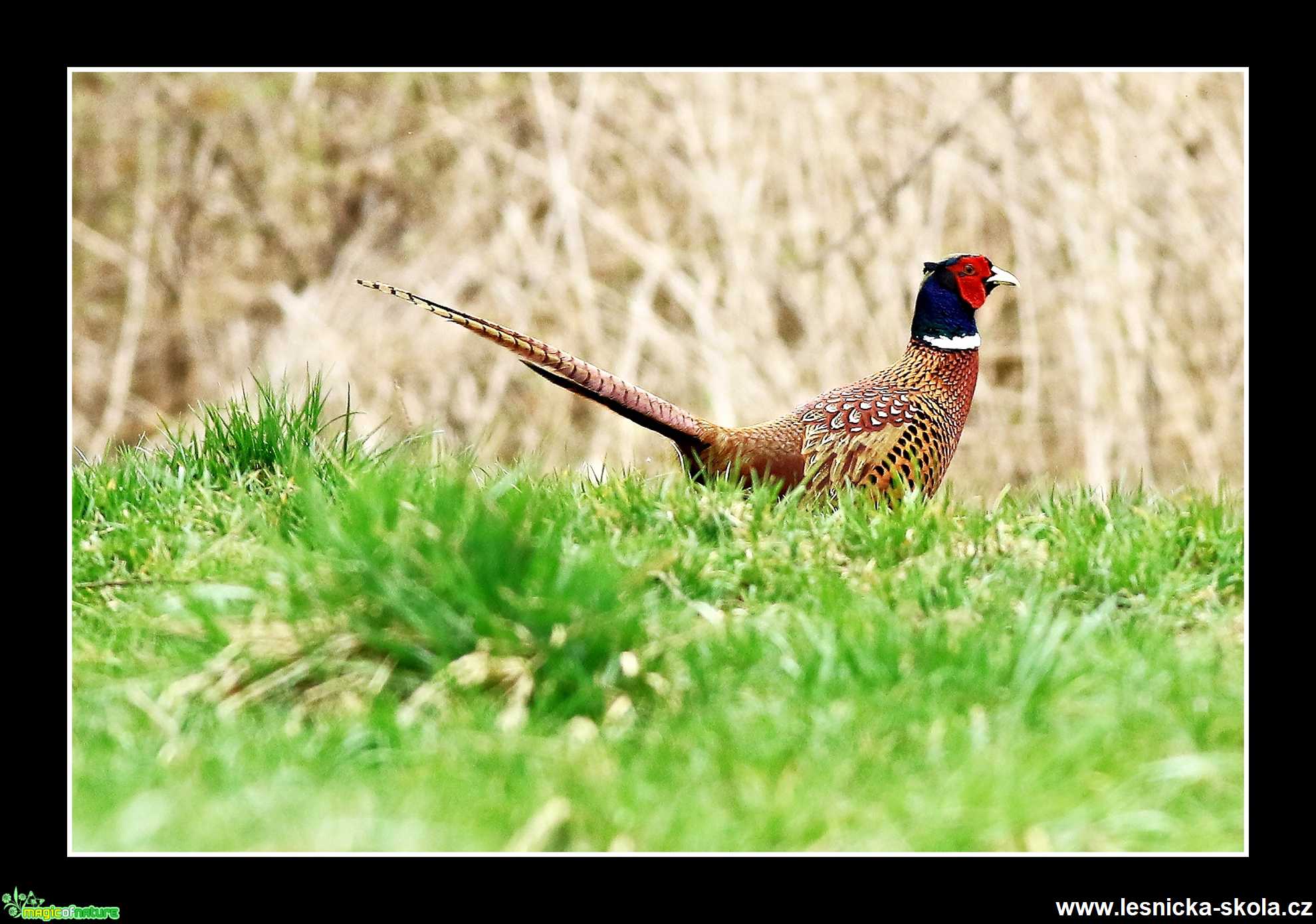 Bažant obecný - Foto Pavel Balazka 0421