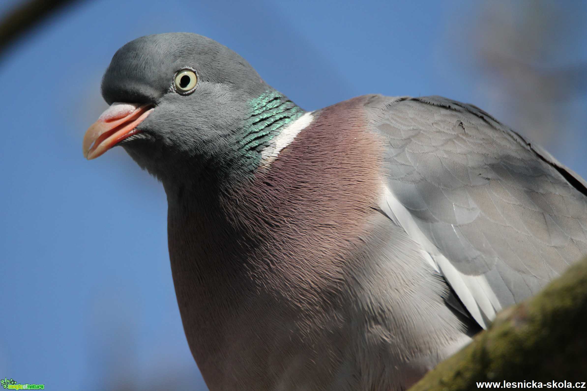 Hřivnáč - Foto František Novotný 0521