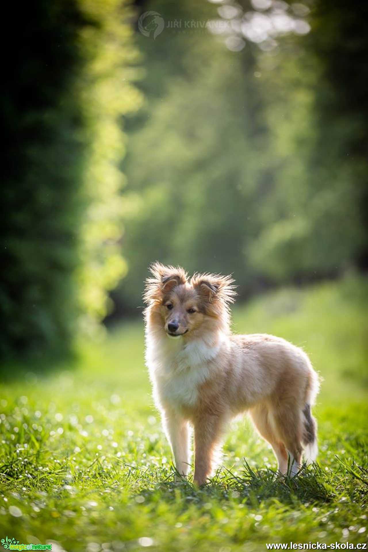 Fotohrátky s pejsky - Foto Jiří Křivánek 0521 (4)