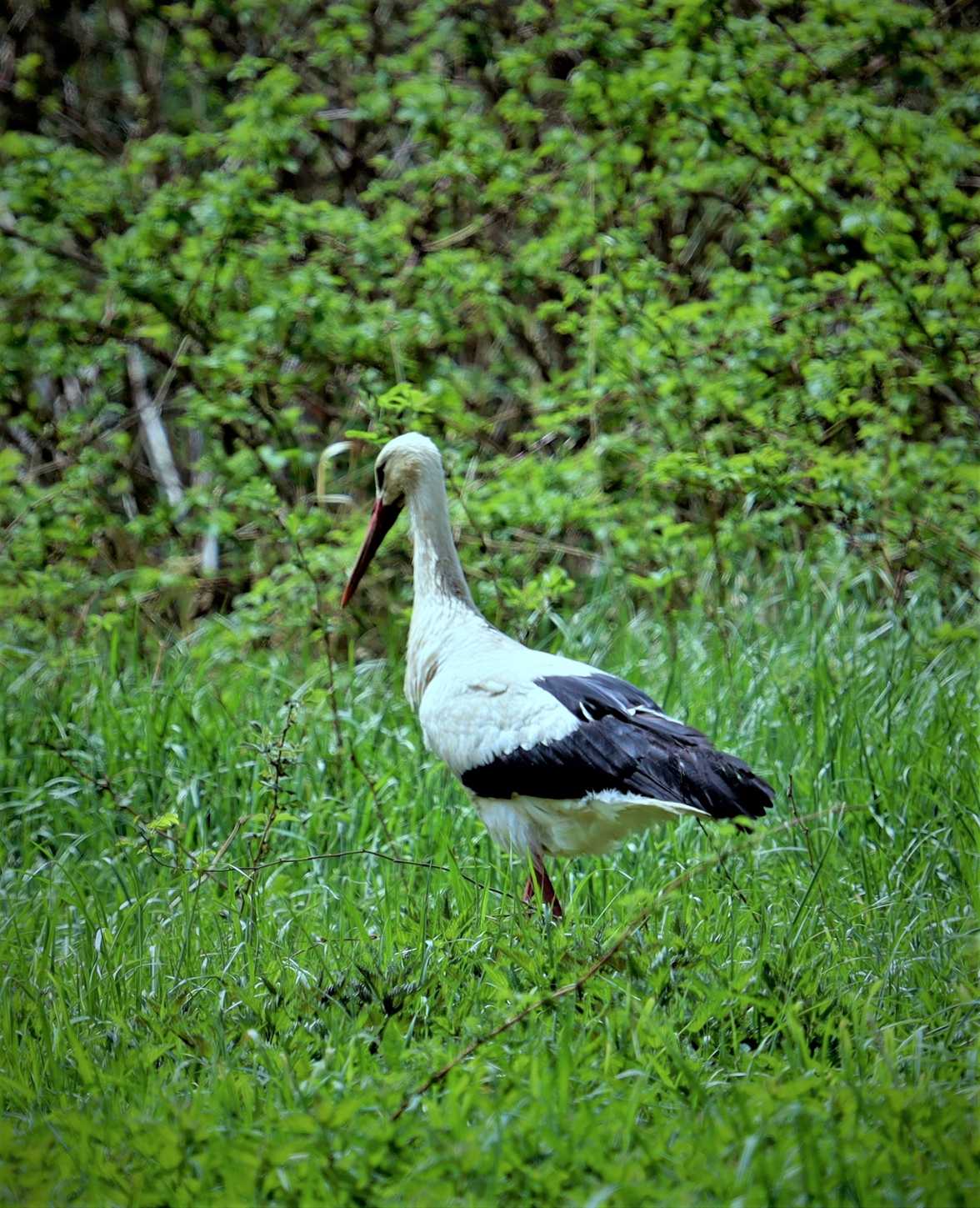 Čáp bílý - Foto Marek Zimka 0521