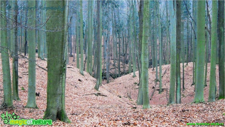 Hradčanské bučiny - Foto Robert Kopecký