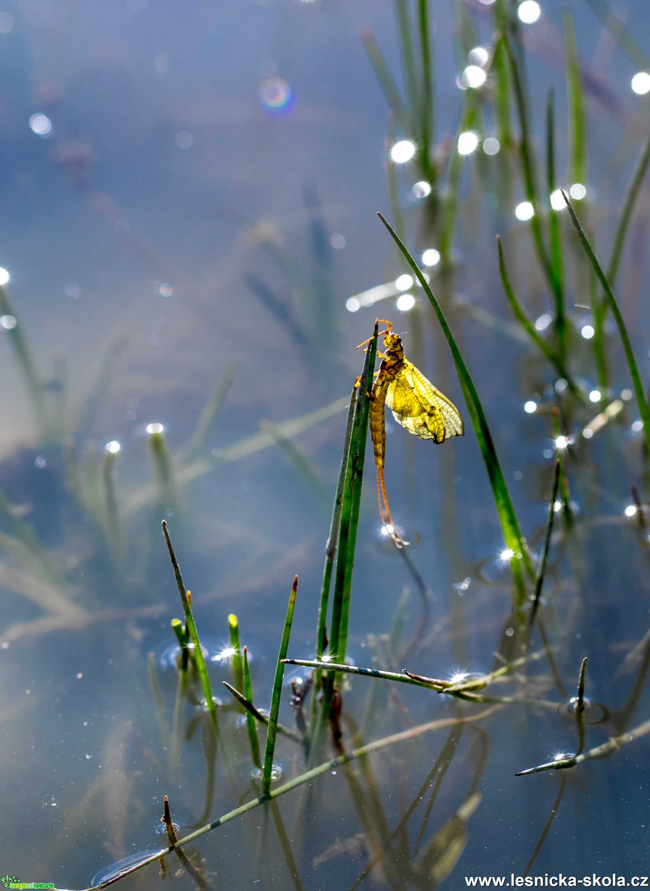 Svítání - Foto Ladislav Hanousek 0521