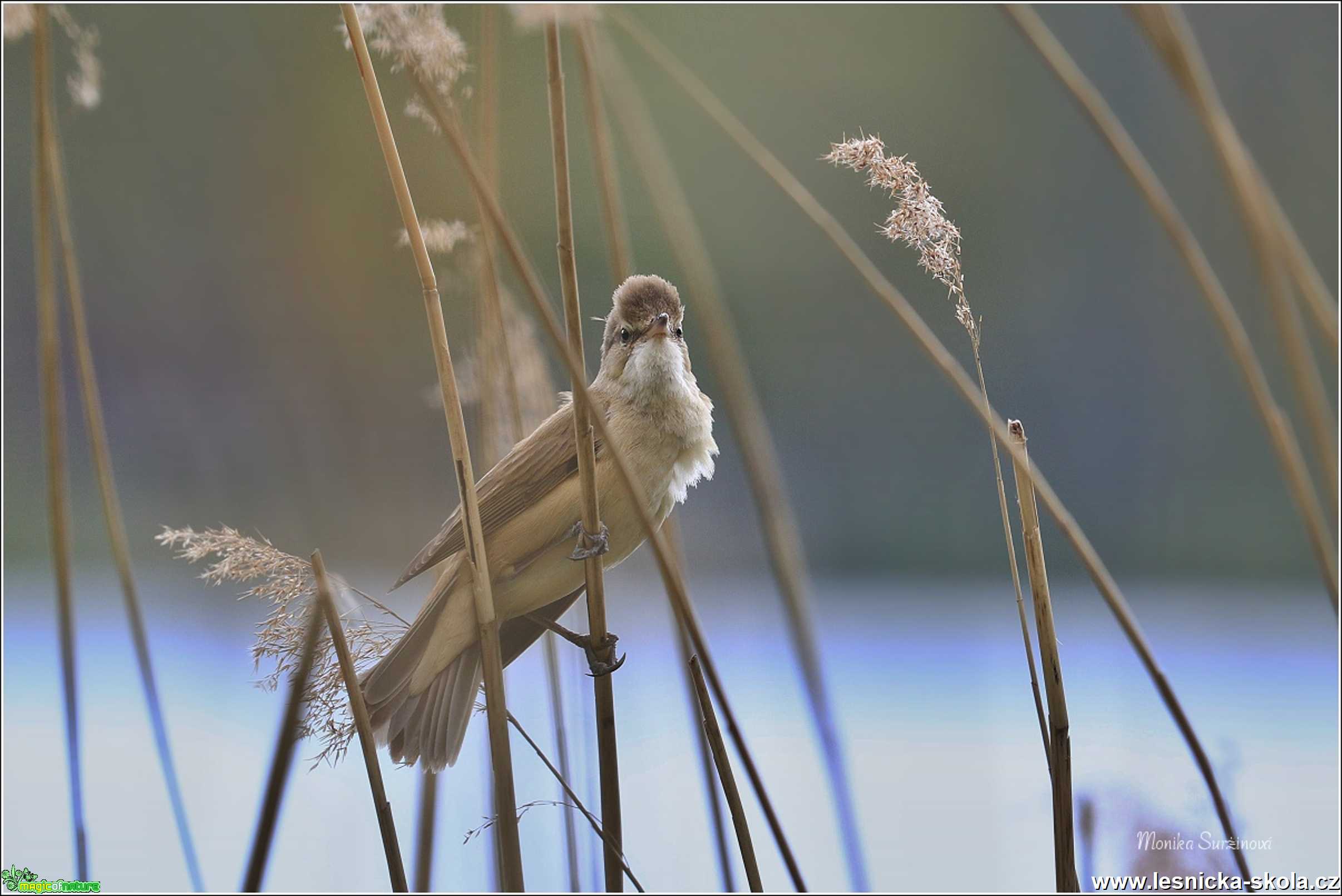 Rákosník velký - Foto Monika Suržinová 0521 (3)