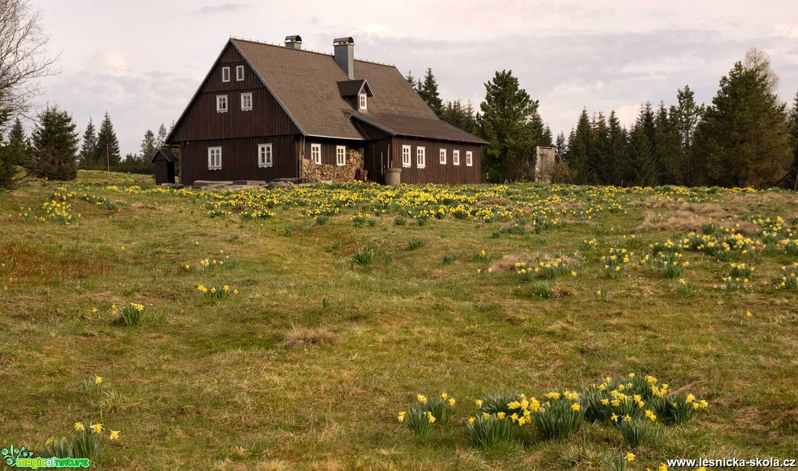 Záplava narcisek u Hnojového domu na Jizerce - Foto Jaroslava Jechová 0521 (1)