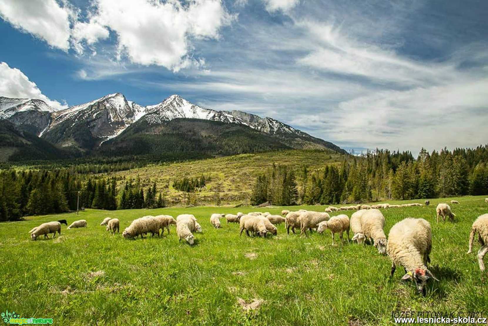 Pastva ovcí na horách - Foto Jozef Pitoňák 0521 (2)