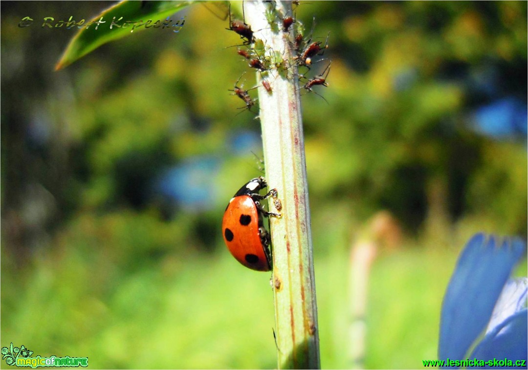 Slunéčko sedmitečné - Coccinella septempunctata - Foto Robert Kopecký