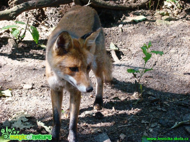 Liška obecná - Vulpes vulpes - Foto Jan Jirásek