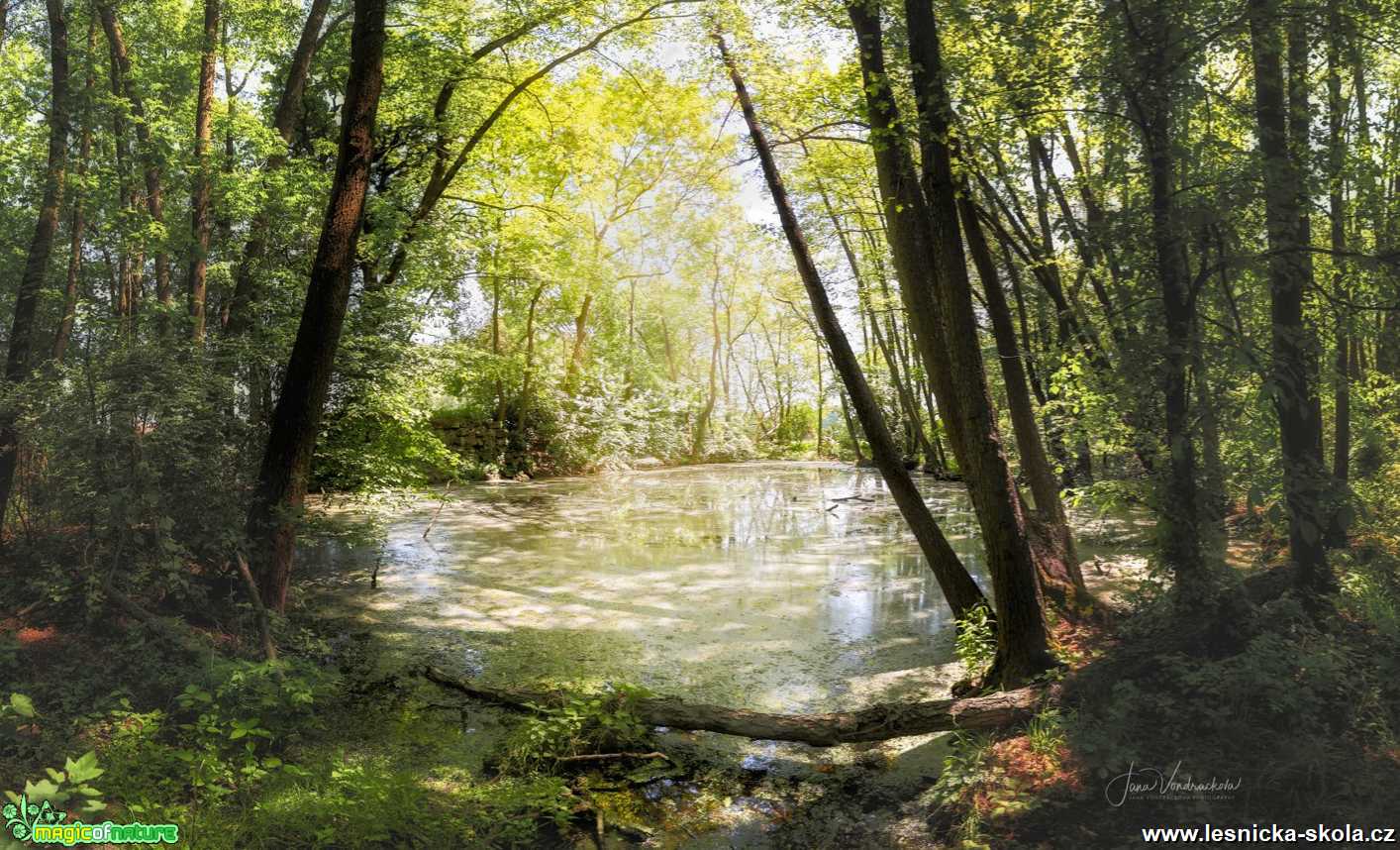 Tůně u Byšiček prosvícené letním sluncem - Foto Jana Vondráčková 0621