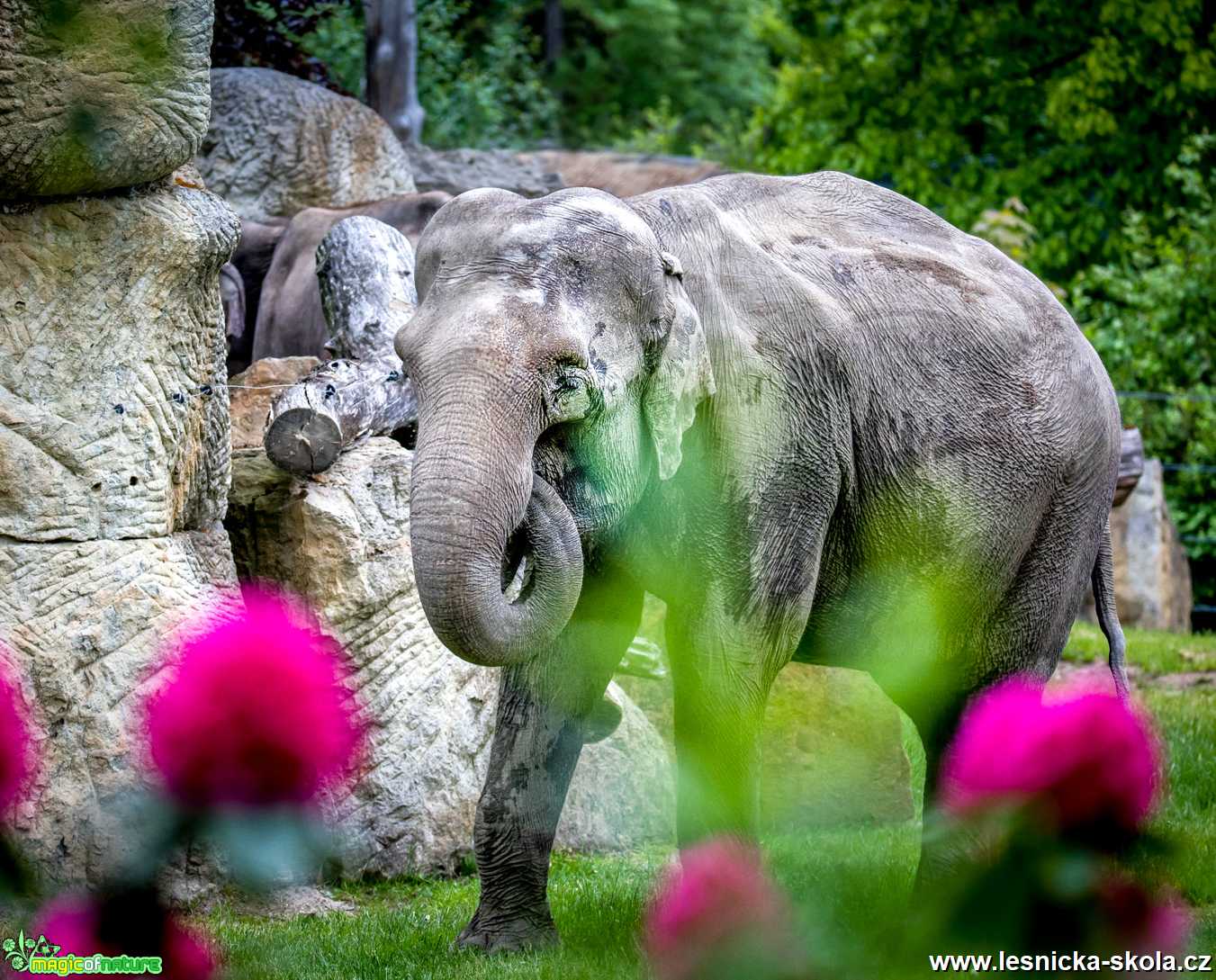 Po dlouhé době do ZOO - Foto Ladislav Hanousek 0621 (1)