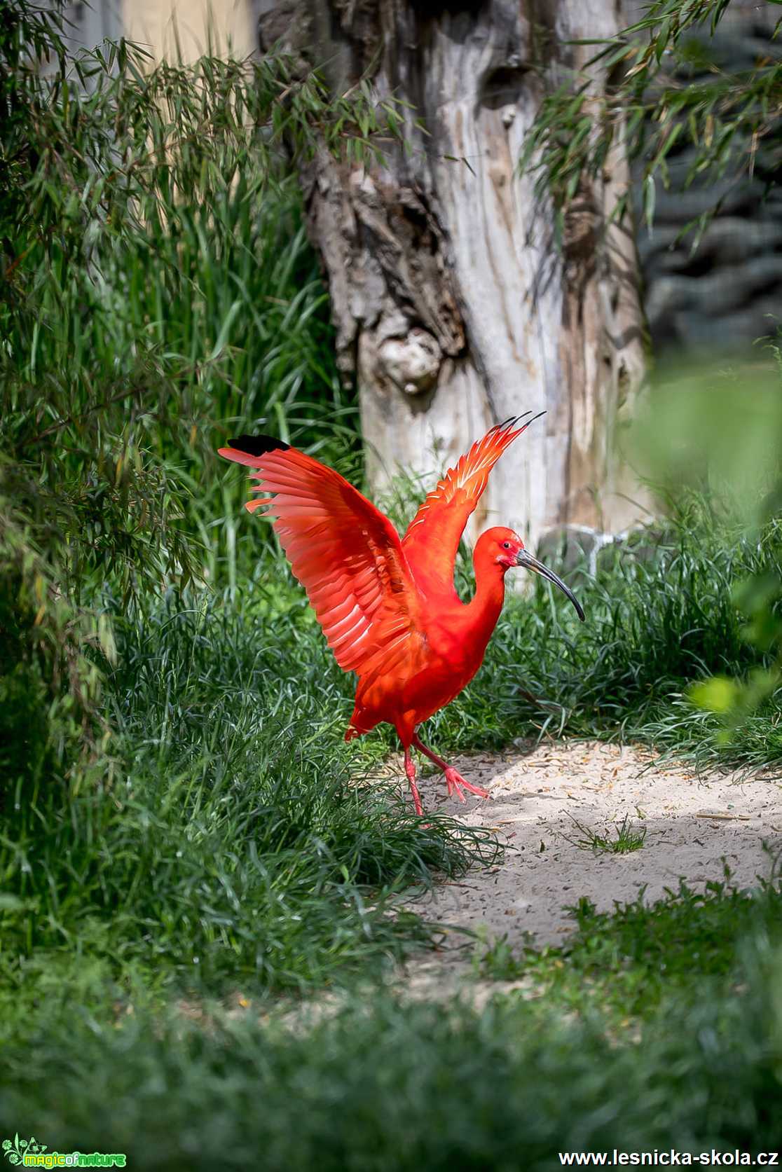 Po dlouhé době do ZOO - Foto Ladislav Hanousek 0621 (2)