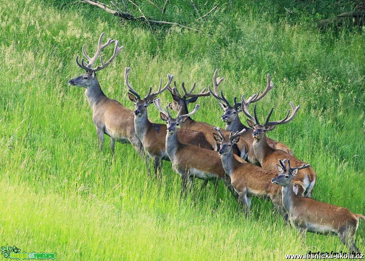 Setkání s jeleny - Foto Pavel Balazka 0621 (1)