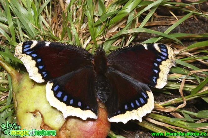 Babočka osiková - Nymphalis antiopa - Foto G. Ritschel