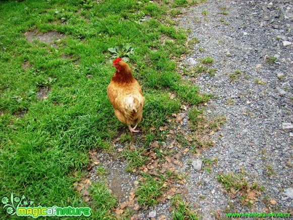 Kur domácí - Gallus gallus f. domestica - Foto Jan Jirásek