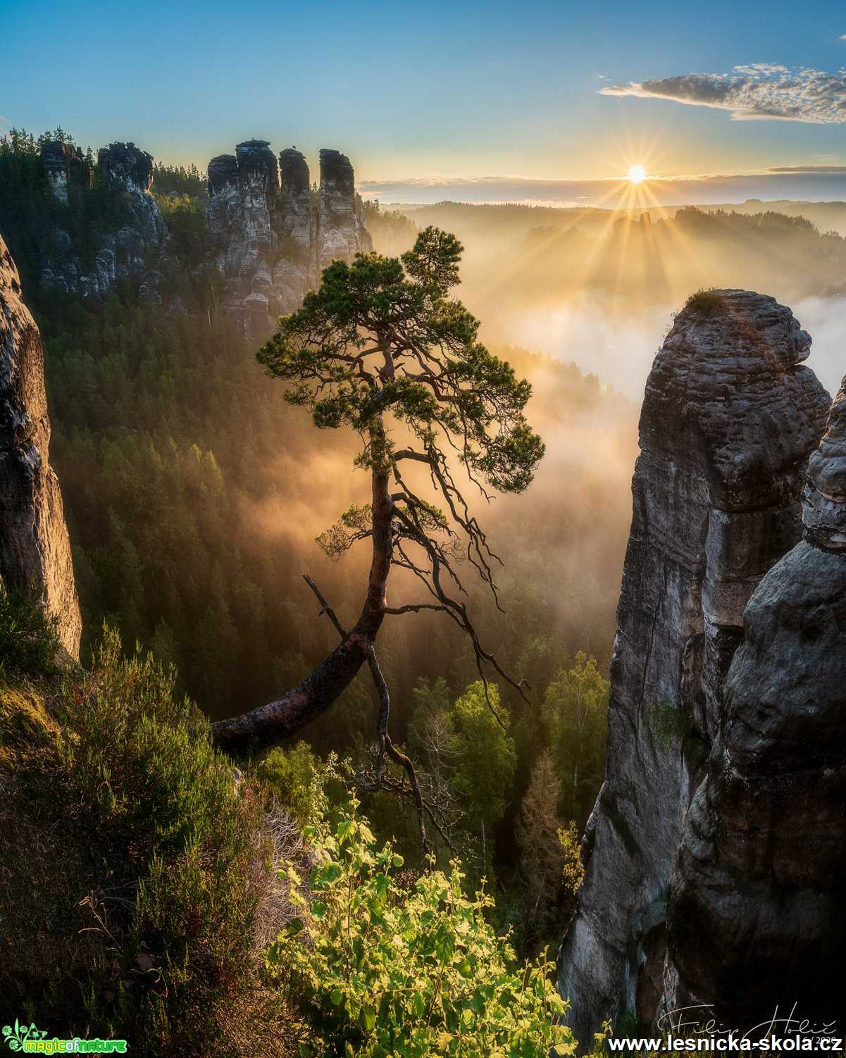 Třetí nejznámější borovice Saského Švýcarska 0621