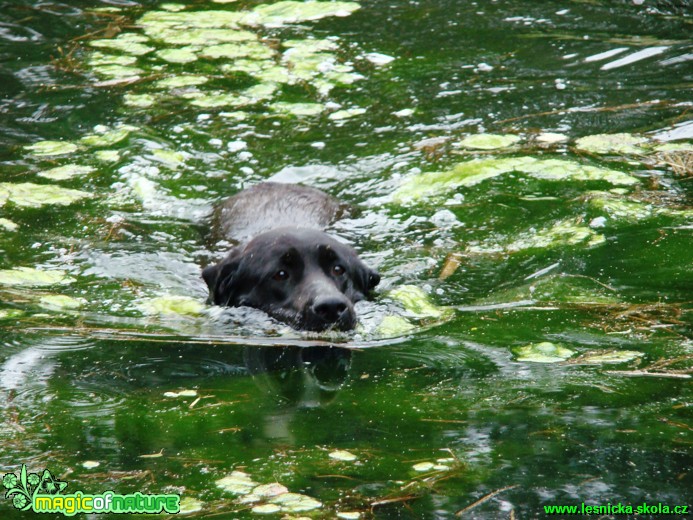 Labradorský retrívr - Foto Jan Jirásek