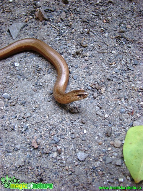 Slepýš křehký - Anguis fragilis - Foto Jan Jirásek