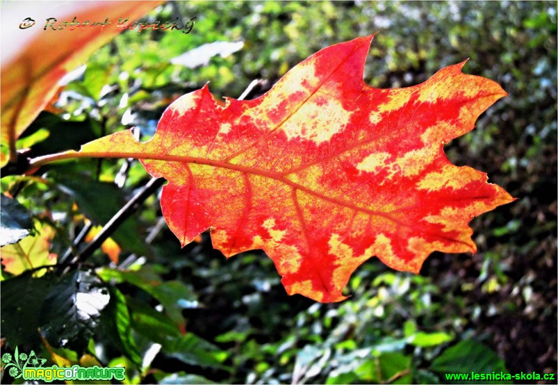Barvy podzimu - Foto Robert Kopecký