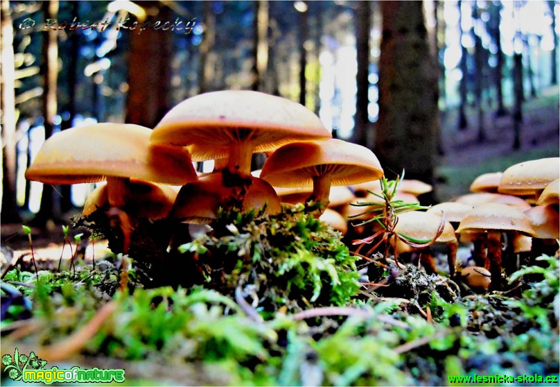 Opeňka měnlivá - Kuehneromyces mutabilis - Foto Robert Kopecký