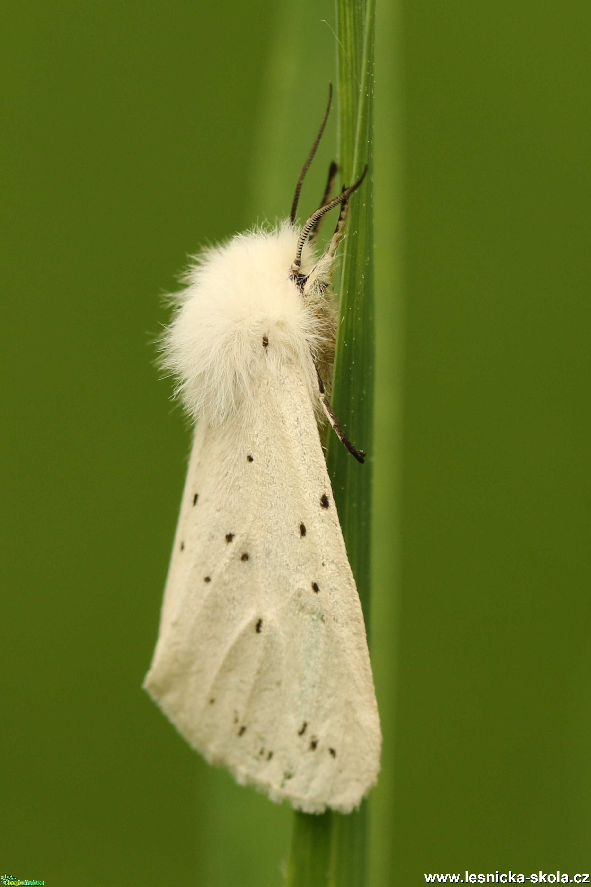 Přástevník mátový - Foto Irena Wenischová 0621