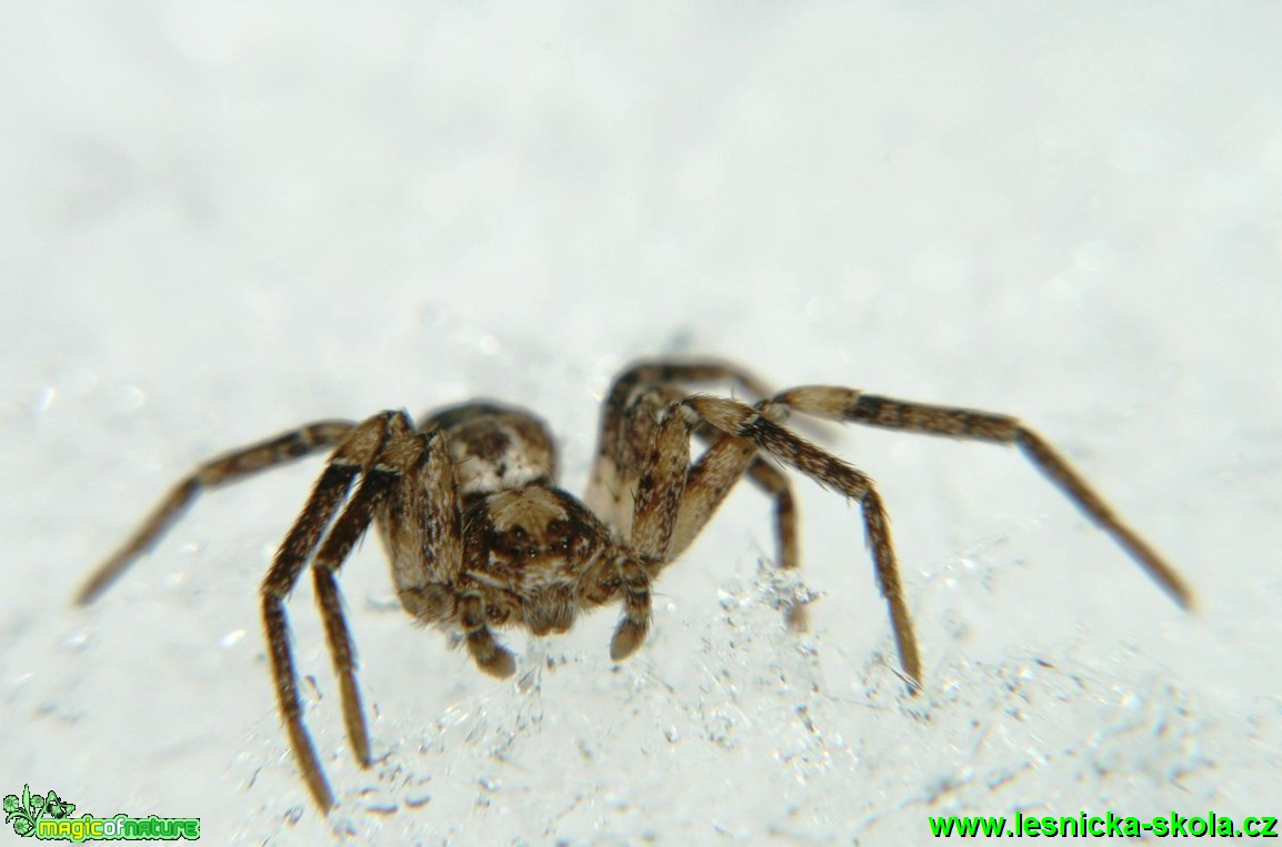 Běžník - Ozyptila 3mm - Foto G. Ritschel