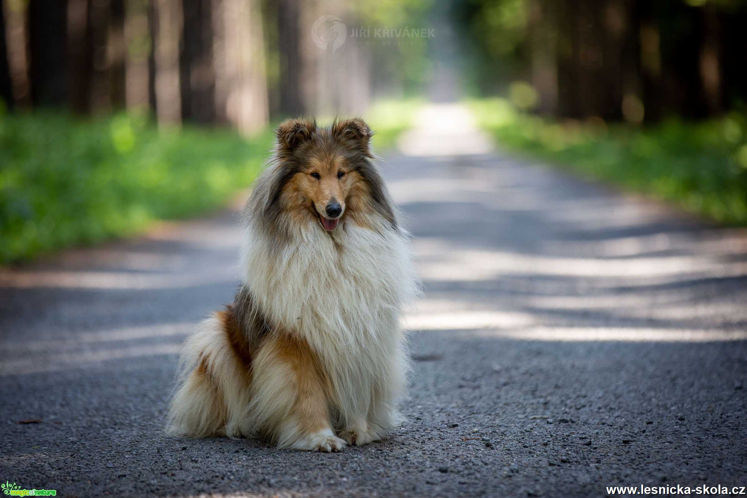 Elegance - Foto Jiří Křivánek 0621