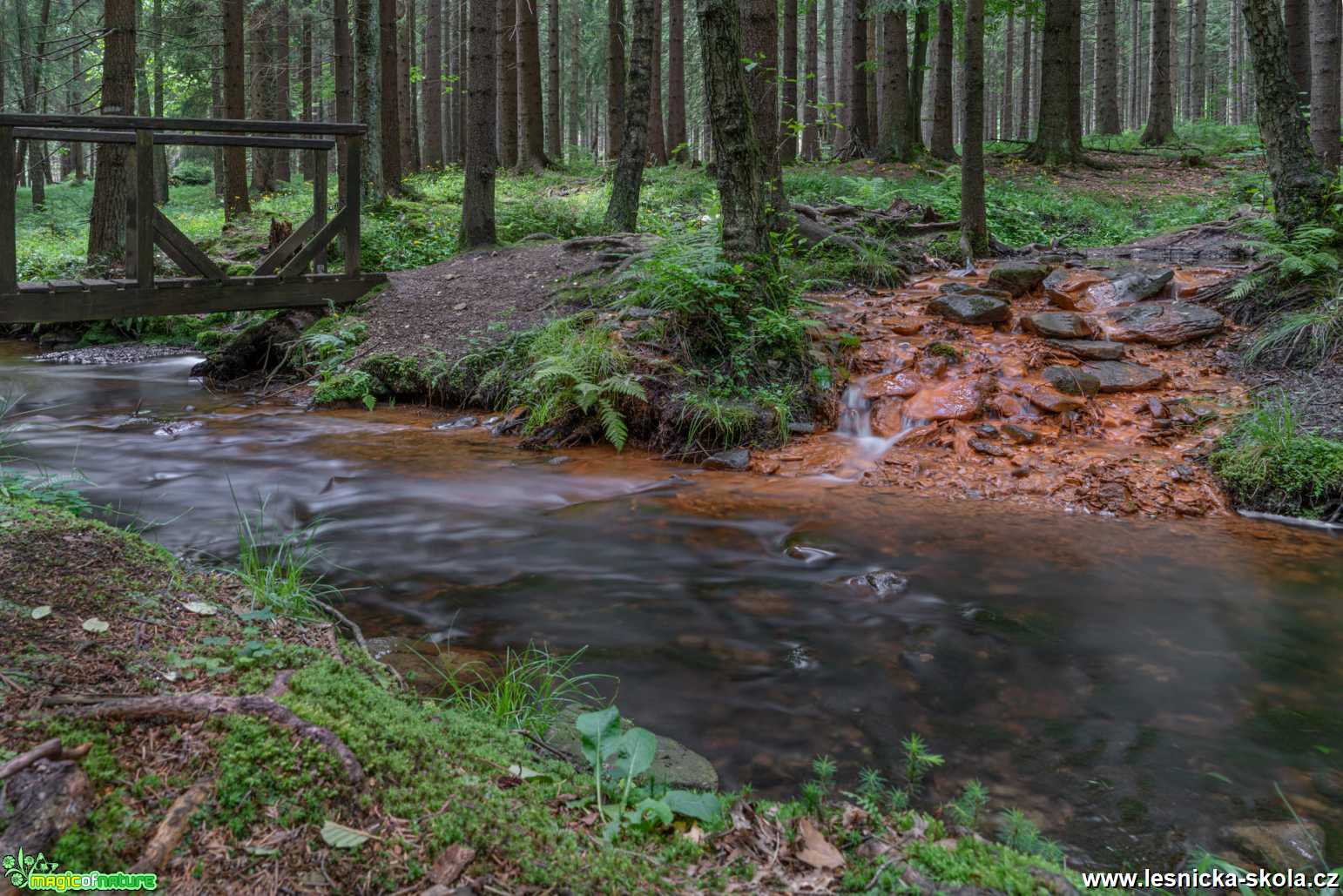 Sirné jezírko - Mařenice - Foto Petr Germanič 0621