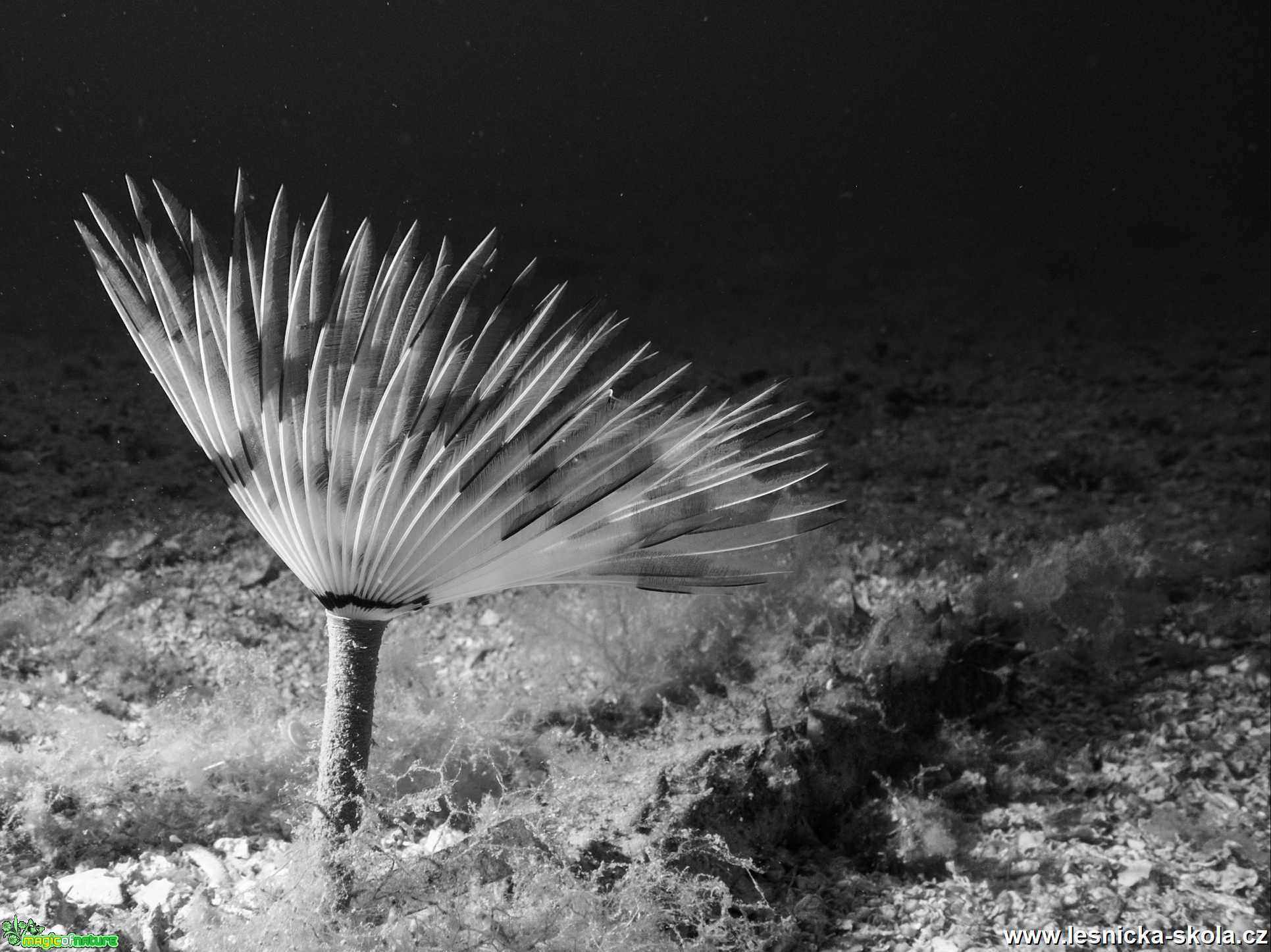 Elba - pohled do Neptunovy říše - Foto Tomáš Kunze 0621 (10)