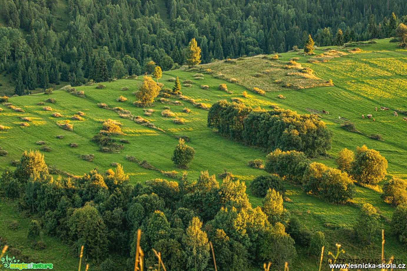 Špičky korun ve zlaté - Foto Jozef Pitoňák 0721