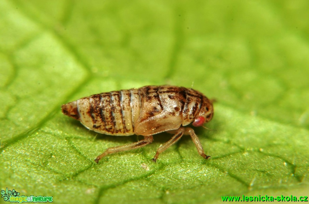 Cikáda 3mm - Foto G. Ritschel